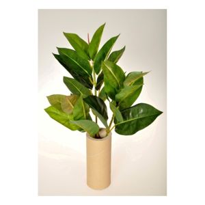 Ficus Elastica művirág, 45 cm