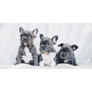 Jerry Fabrics French Bulldogs törölköző, 70 x 140 cm