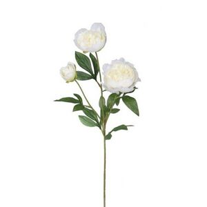 Mű bazsarózsa, 67 cm, fehér