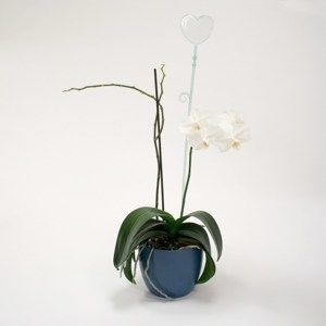 Orchidea pálca, szív, üveg, 2 db